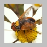 Phasia aurigera - Raupenfliege m08.jpg